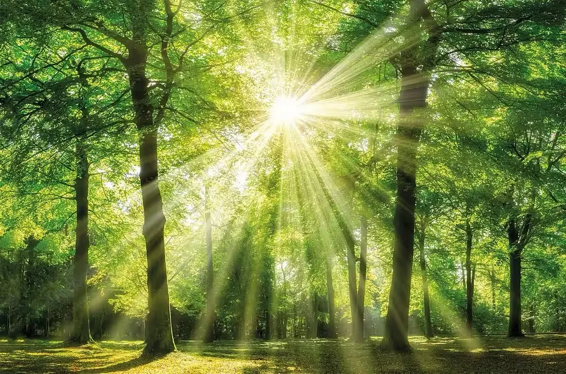 Sonnenstrahlen brechen durch das Blätterdach eines Laubwaldes